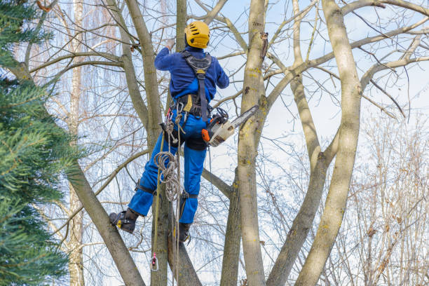 How Our Tree Care Process Works  in  Crestview, FL